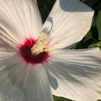 Huu Nguyen's profile picture