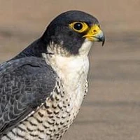 Eric Buehler's profile picture