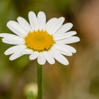 wxt's profile picture