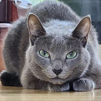 DLI lab_BrowseAnywhere's profile picture