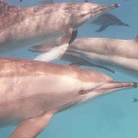 Philip T. Patton's profile picture