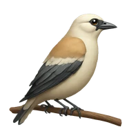 imrane griche's profile picture