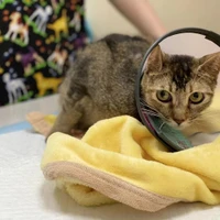 hui zhao's profile picture